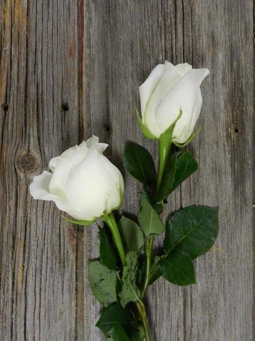 WHITE CHOCOLATE   CREAM ROSES